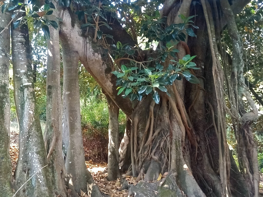 Jardim Botanico景点图片