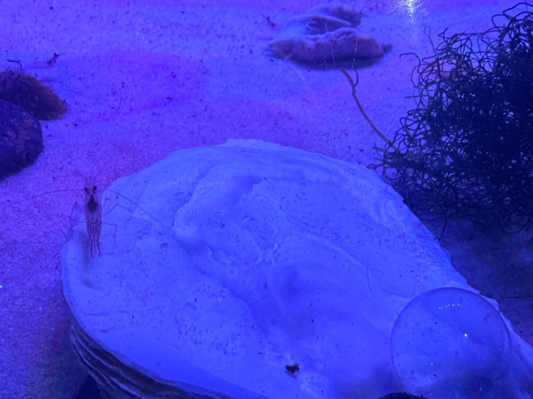 Underwater World Pattaya-Nong Prue必去景点