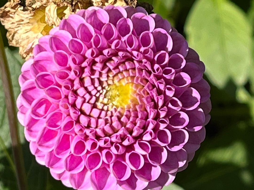 Gartenschau Bad Lippspringe景点图片