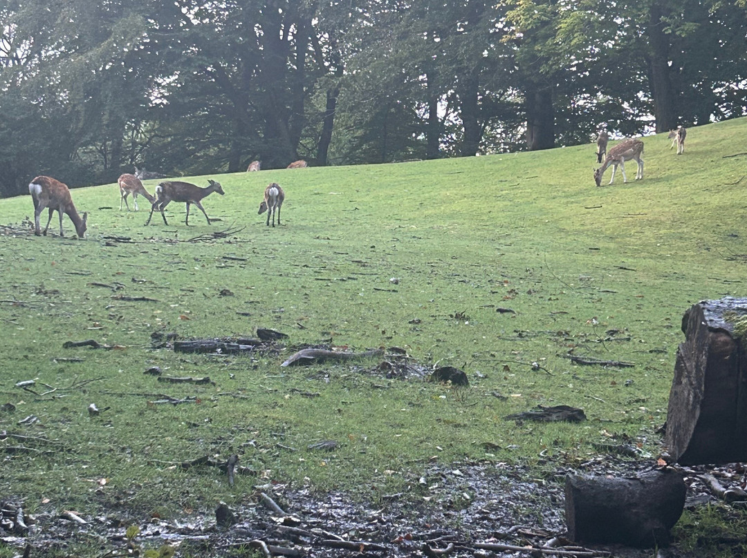 Marselisborg Deer Park景点图片