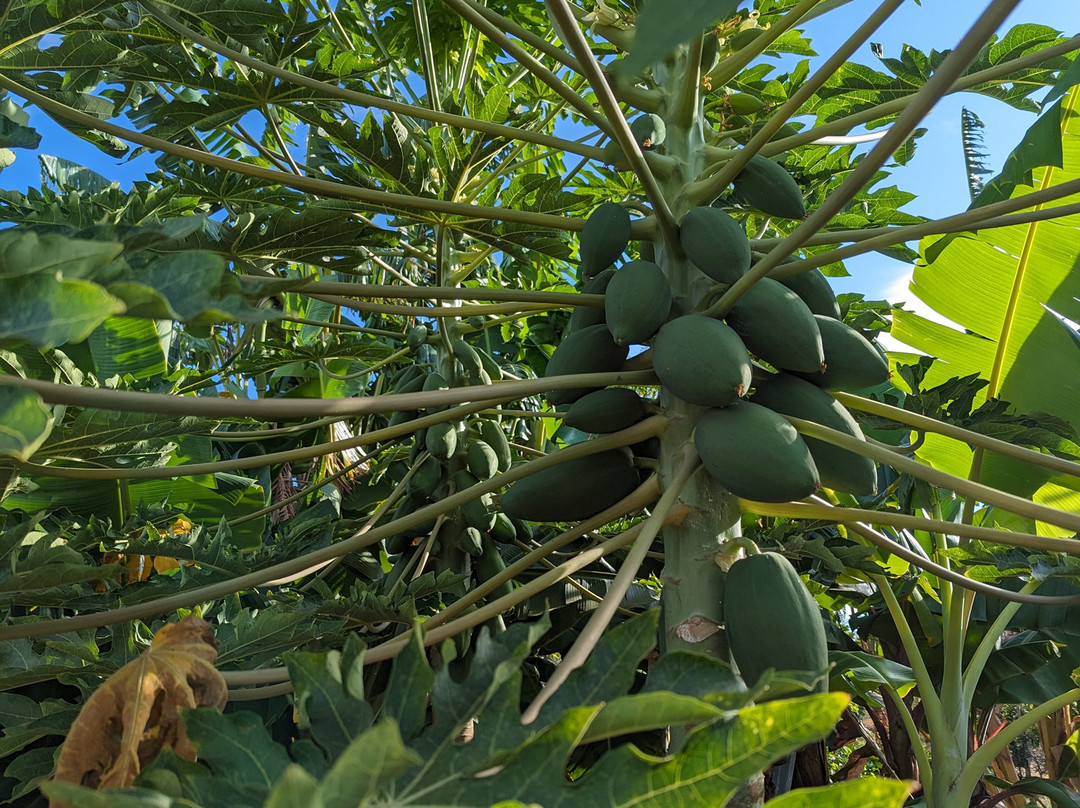 Orchard Of Flavours景点图片