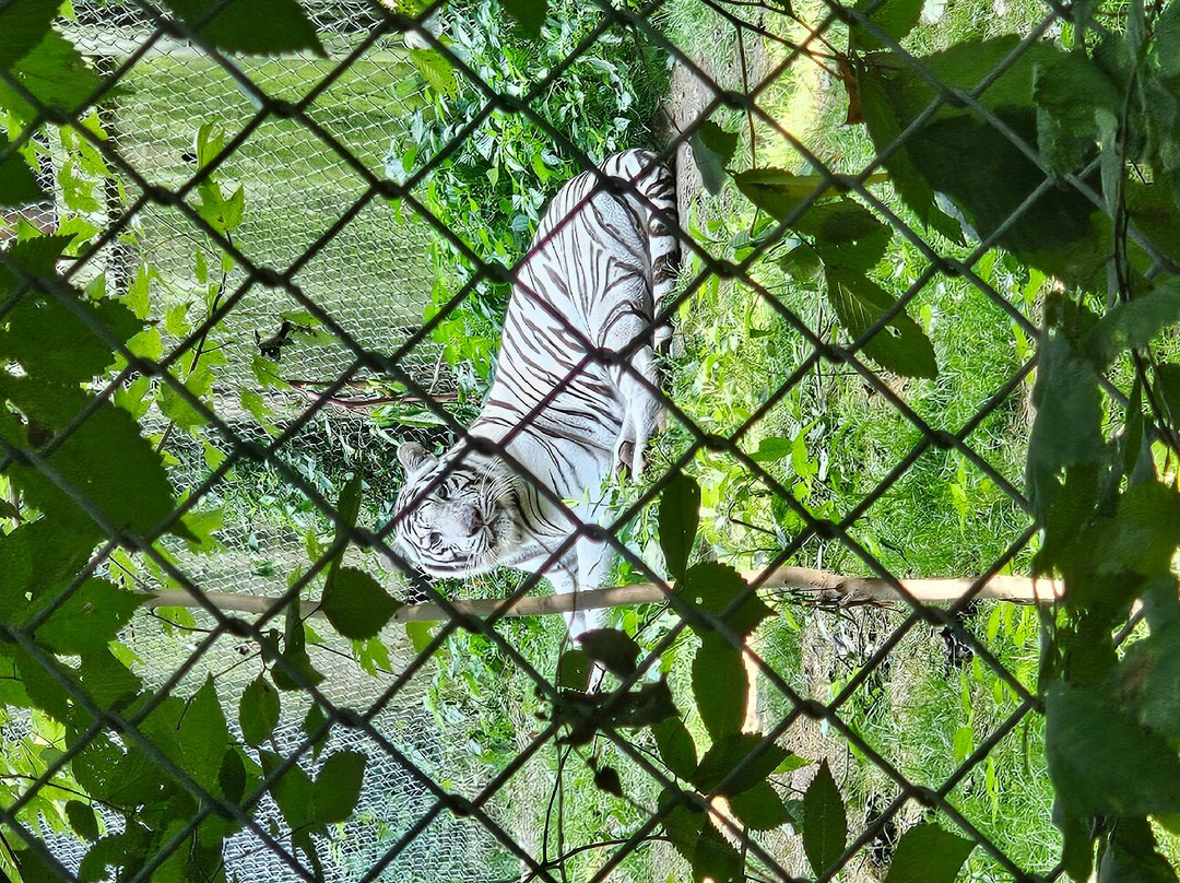 Exotic Feline Rescue Center-Centerpoint必去景点
