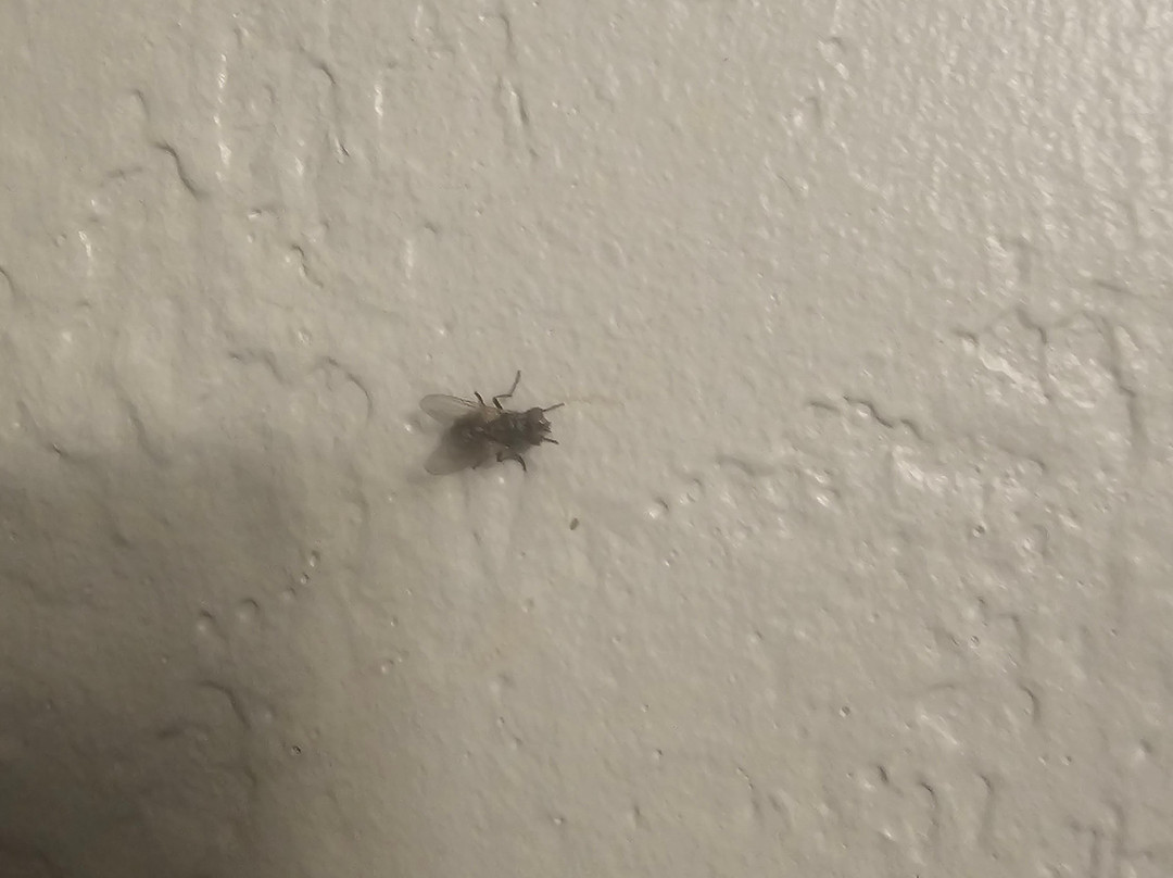 基诺沙/莱森特普瑞尔瑞速8酒店主图