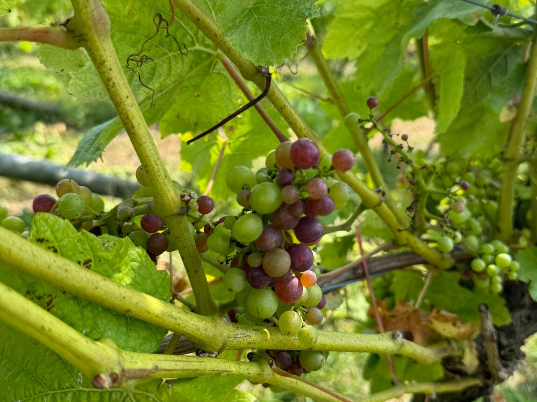 Nyetimber Vineyard-West Chiltington必去景点