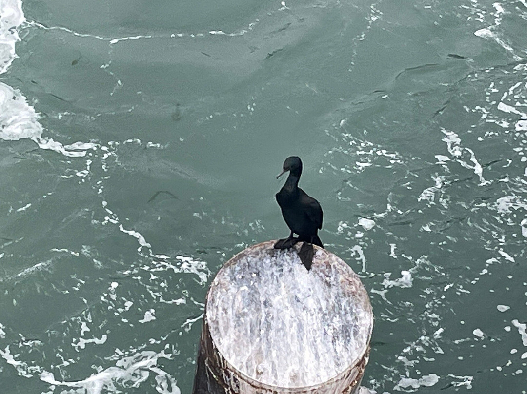 Anacortes Ferry景点图片