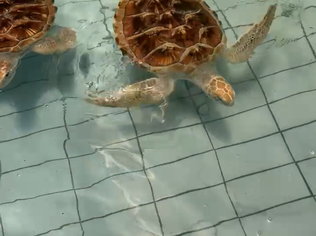 Sea Turtle Village (hyatt Regency)-沙努尔必去景点