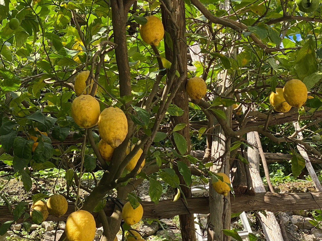 Amalfi Lemon-阿马尔菲必去景点