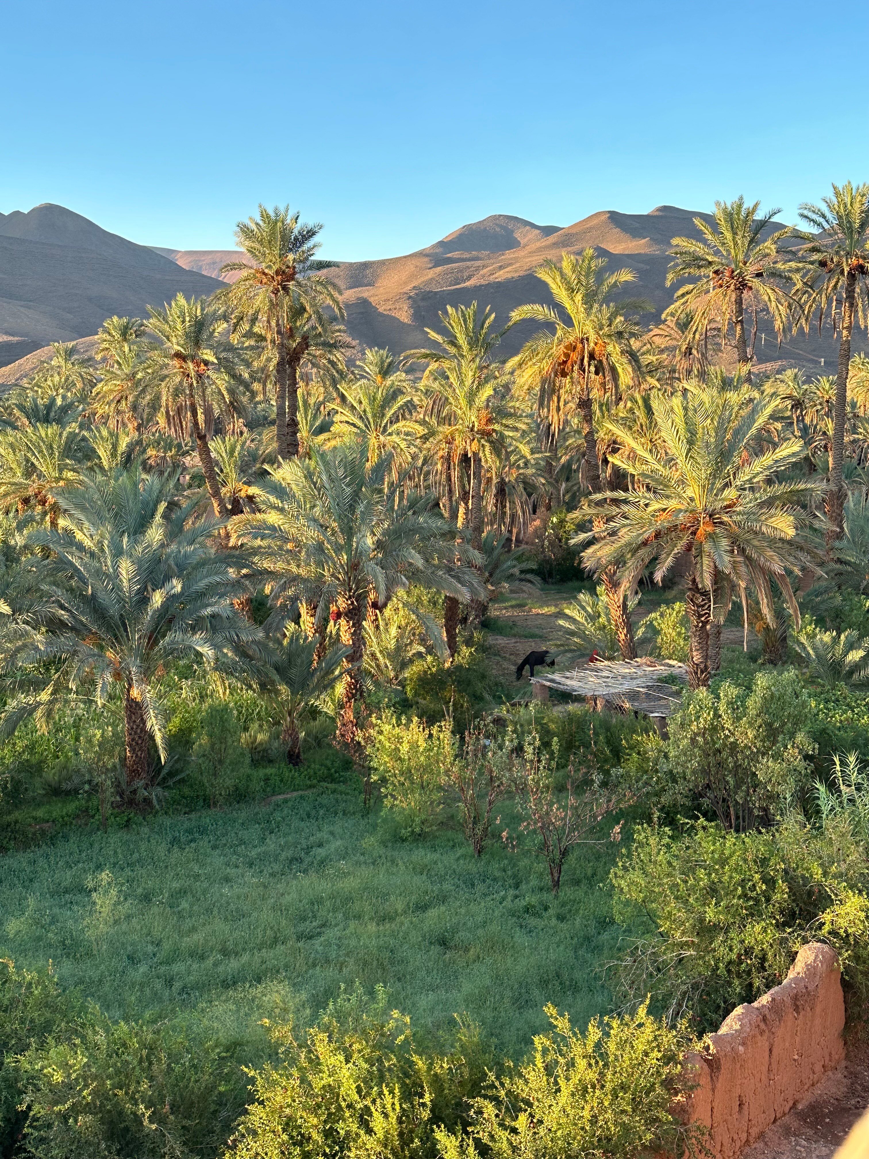 Kasbah Maktob Tamnougalt-酒店景观