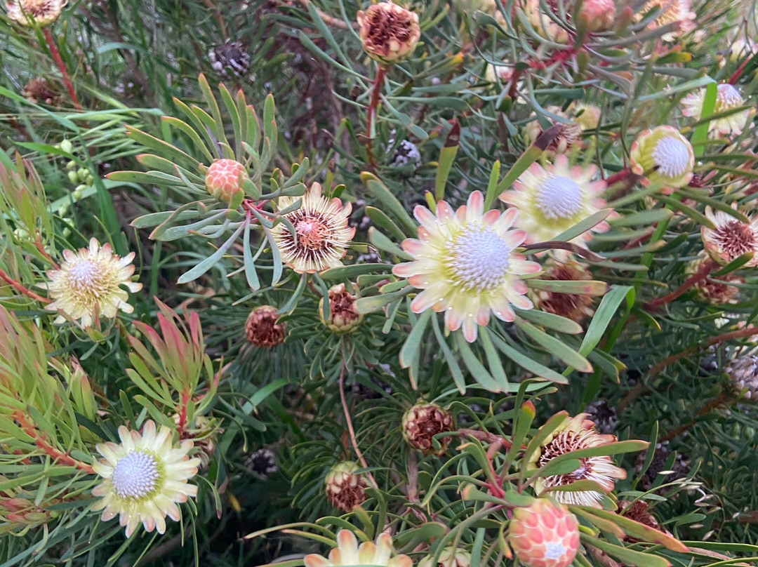 Rondeboschuhh Common-Rondebosch必去景点