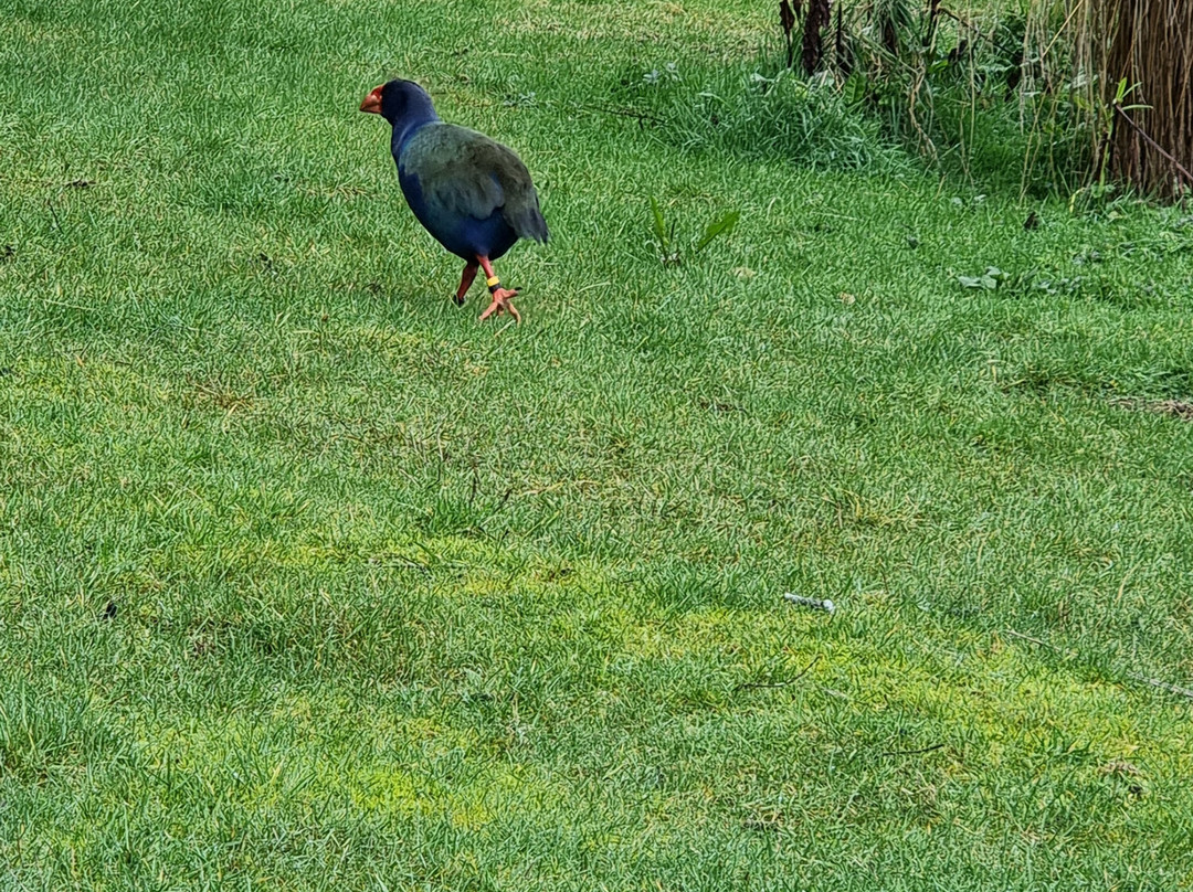 Te Anau Bird Sanctuary-蒂阿瑙必去景点