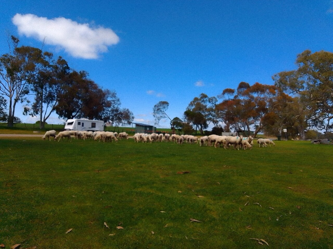 Cockatoo Lake Recreation Reserve-Naracoorte必去景点