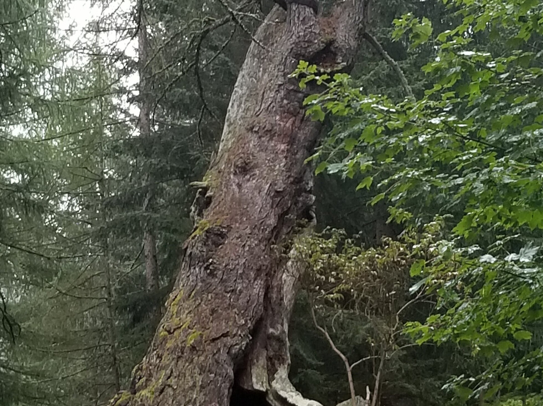 Ancient Larches of Val d'Ultimo Valley-Ultimo必去景点