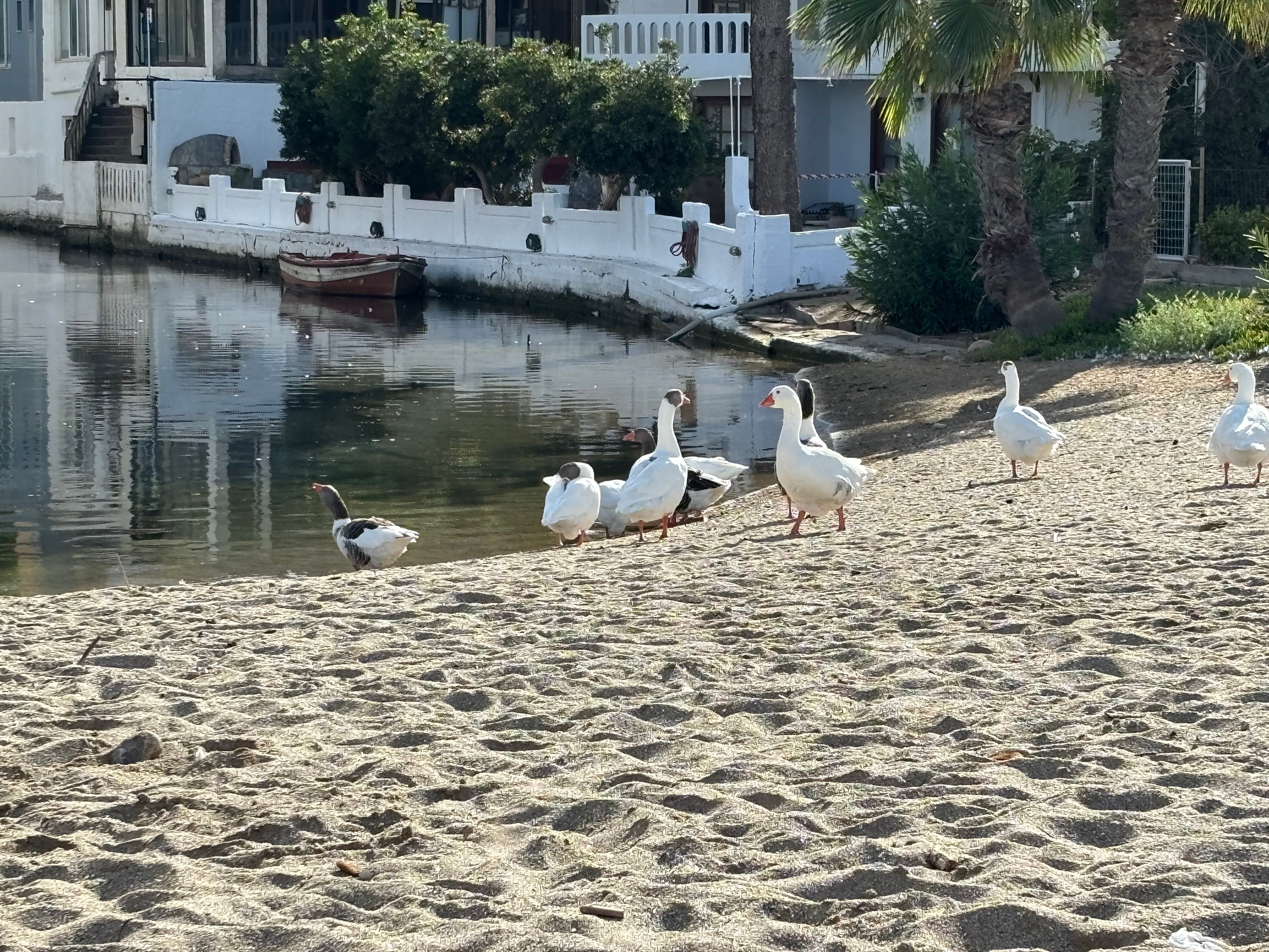 Kalyves Beach Hotel-泳池