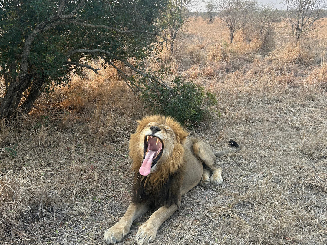 Manyeleti Safari Camp Lodge主图