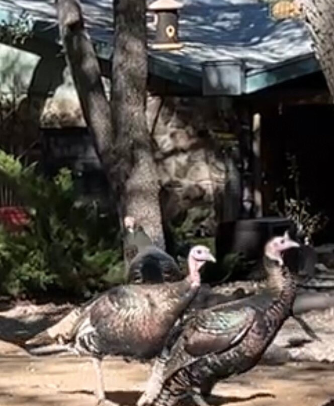 Ramsey Canyon Inn Bed and Breakfast主图