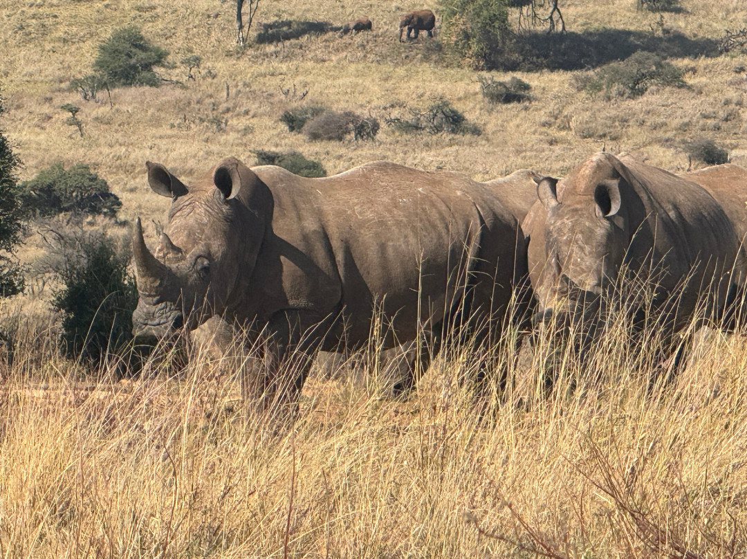 Lewa Wildlife Conservancy景点图片