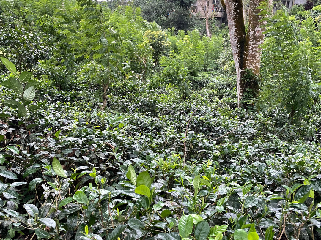 Muswenna Tea Factory-加勒必去景点