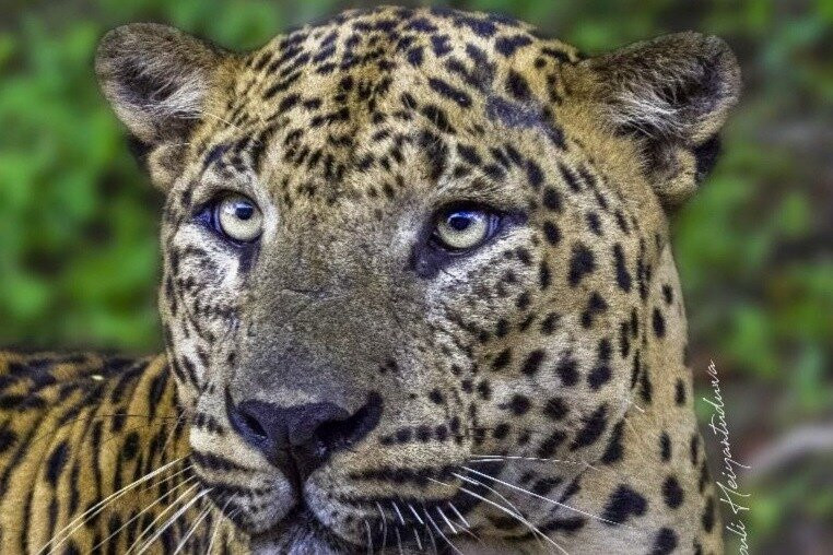 Yala National Park  Safari Tour From Hambantota Port景点图片
