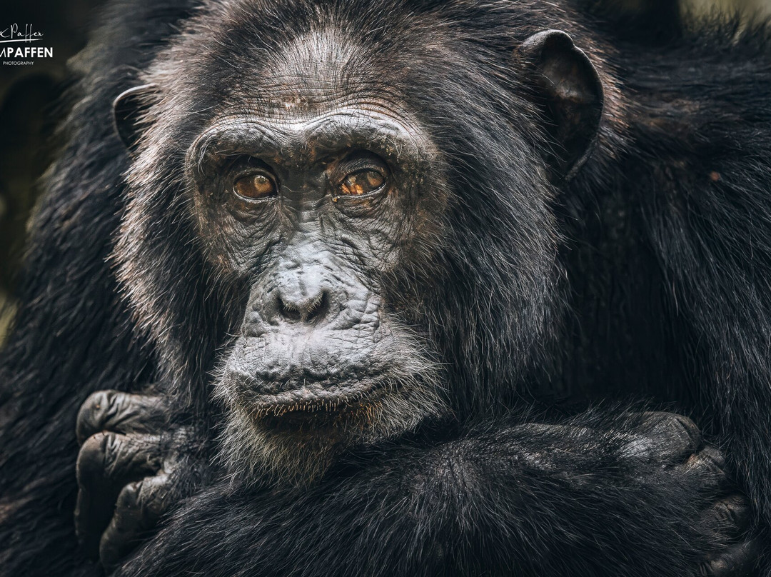 Chigo Tours Africa-坎帕拉必去景点