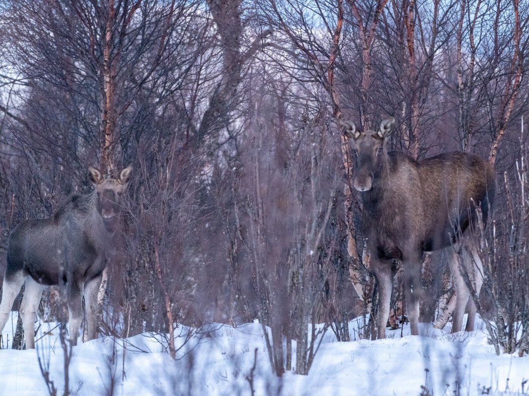 Vesterålen Tours-Sortland必去景点