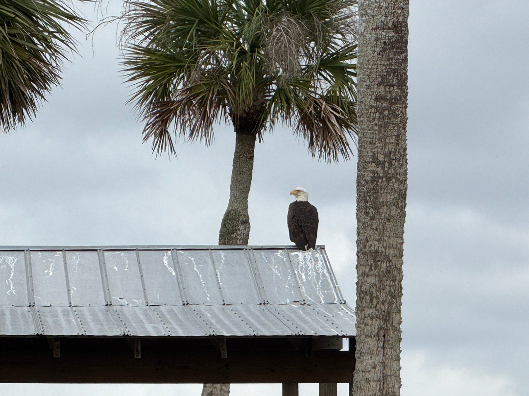 Backwoods Airboat Adventures-Christmas必去景点