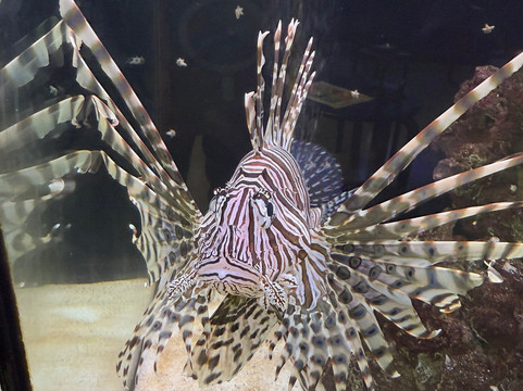 St. Lucie County Aquarium - Smithsonian Marine Ecosystems Exhibit-匹尔斯堡必去景点