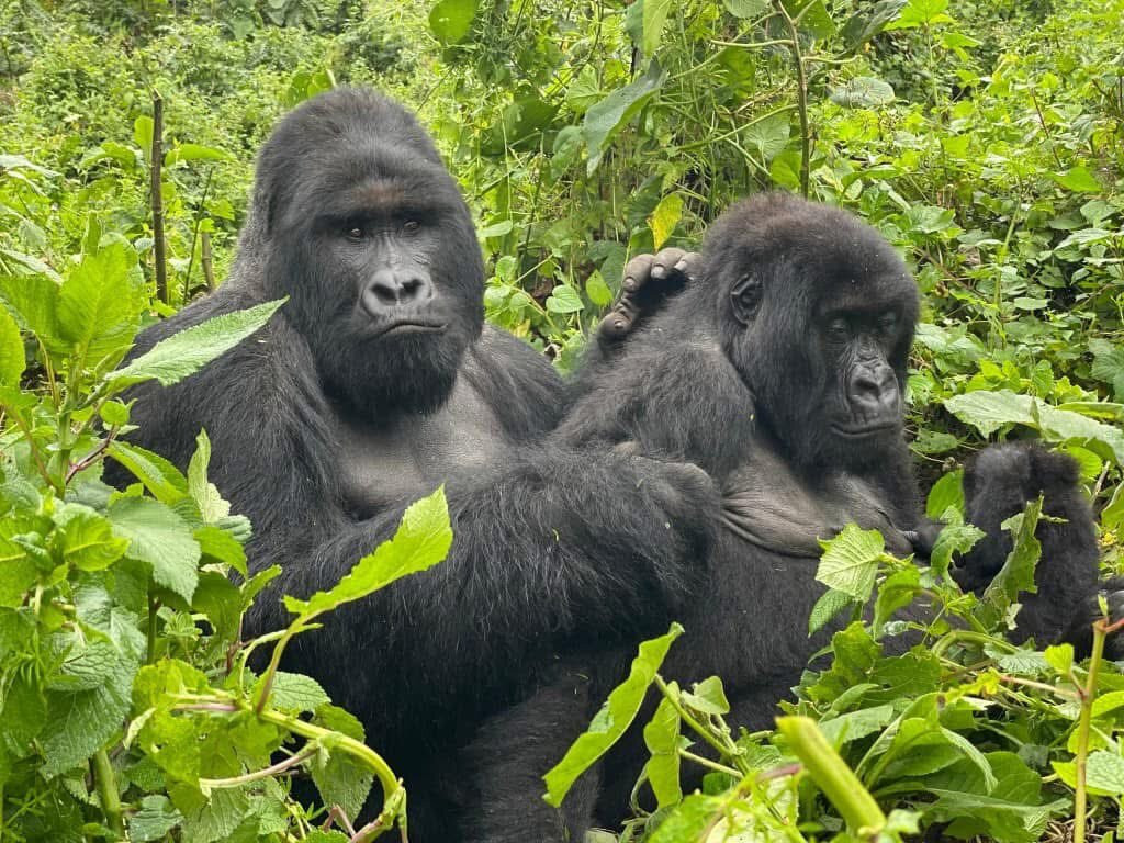 Cymo African Safaris, Uganda-恩德培必去景点