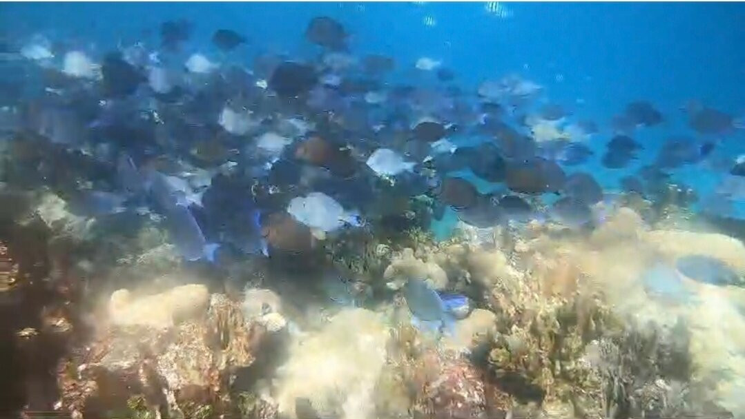 Snorkeling Tour Varadero景点图片