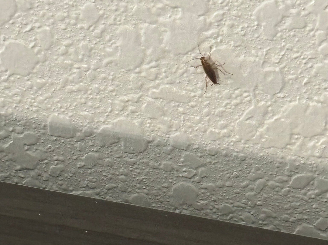 La Quinta Inn & Suites by Wyndham Kingwood Houston IAH Airpt主图