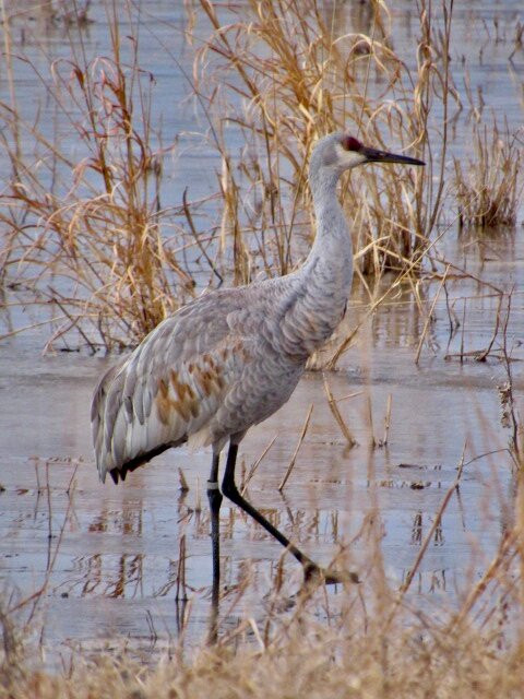 Bosque del Apache National Wildlife Refuge-San Antonio必去景点