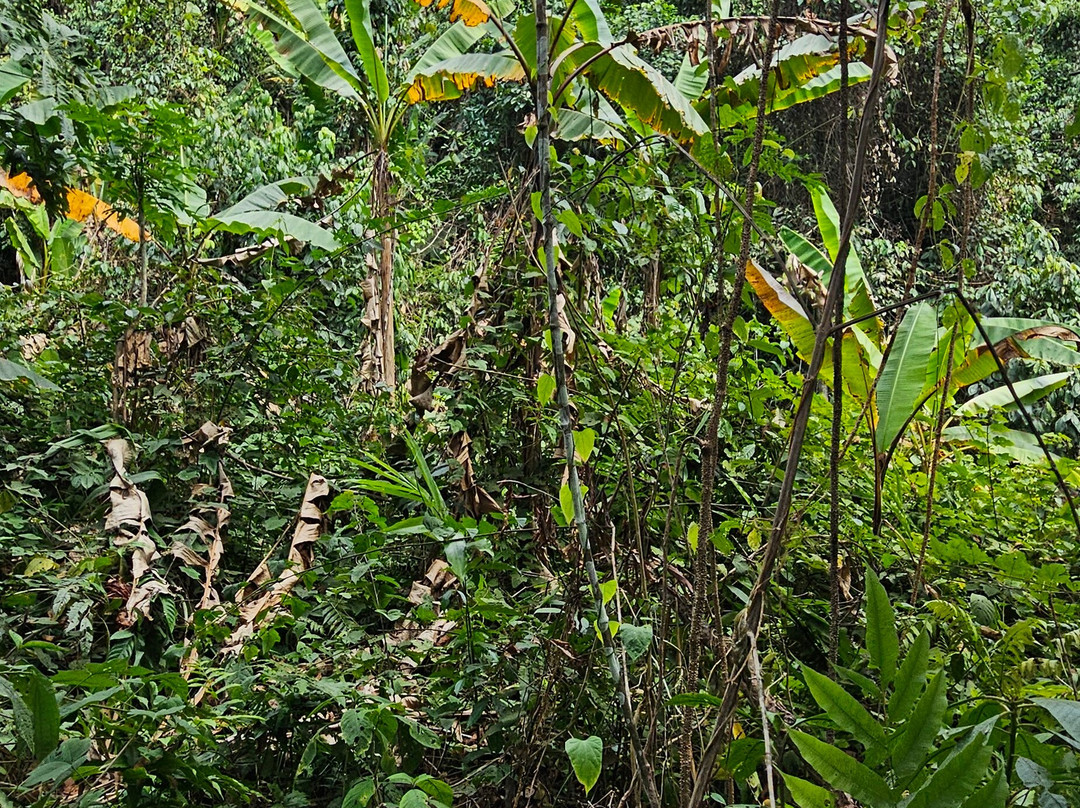 Phou Iu Travel & Ecotourism-琅南塔必去景点