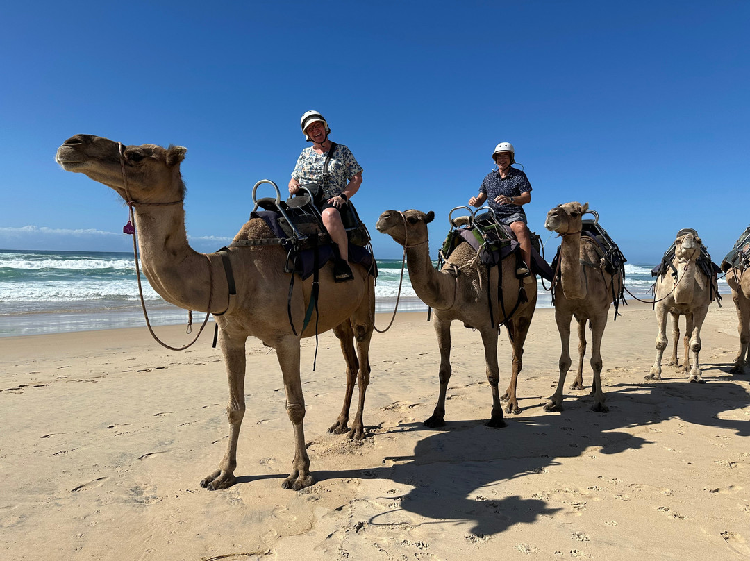 Port Macquarie Camel Safari's-麦克夸利港必去景点