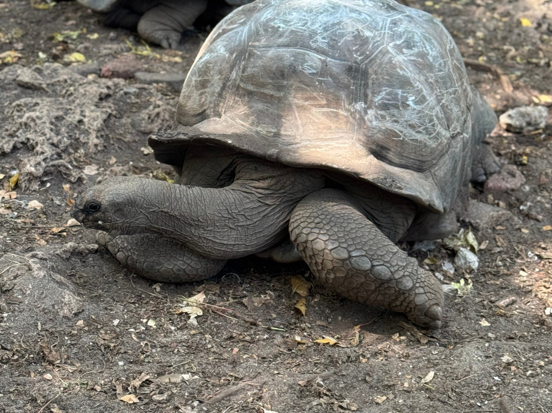 Hansver tours-桑给巴尔市必去景点