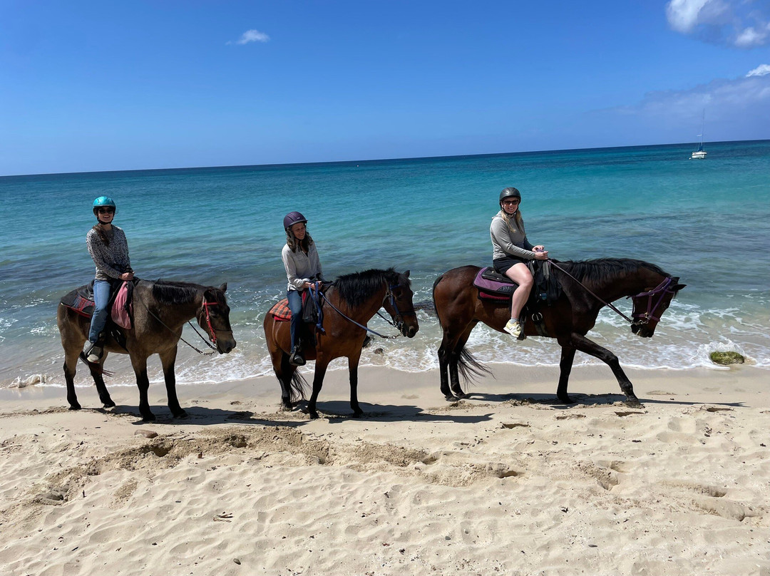 Paul and Jill's Equestrian Stables-圣克鲁斯必去景点