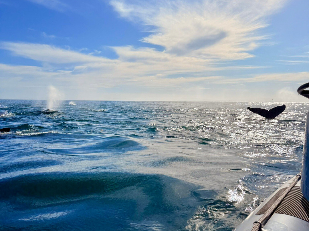 Whale Expedition SA-Yzerfontein必去景点