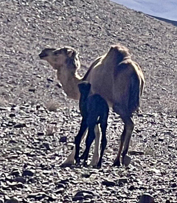 Kart Aventure-瓦尔扎扎特必去景点