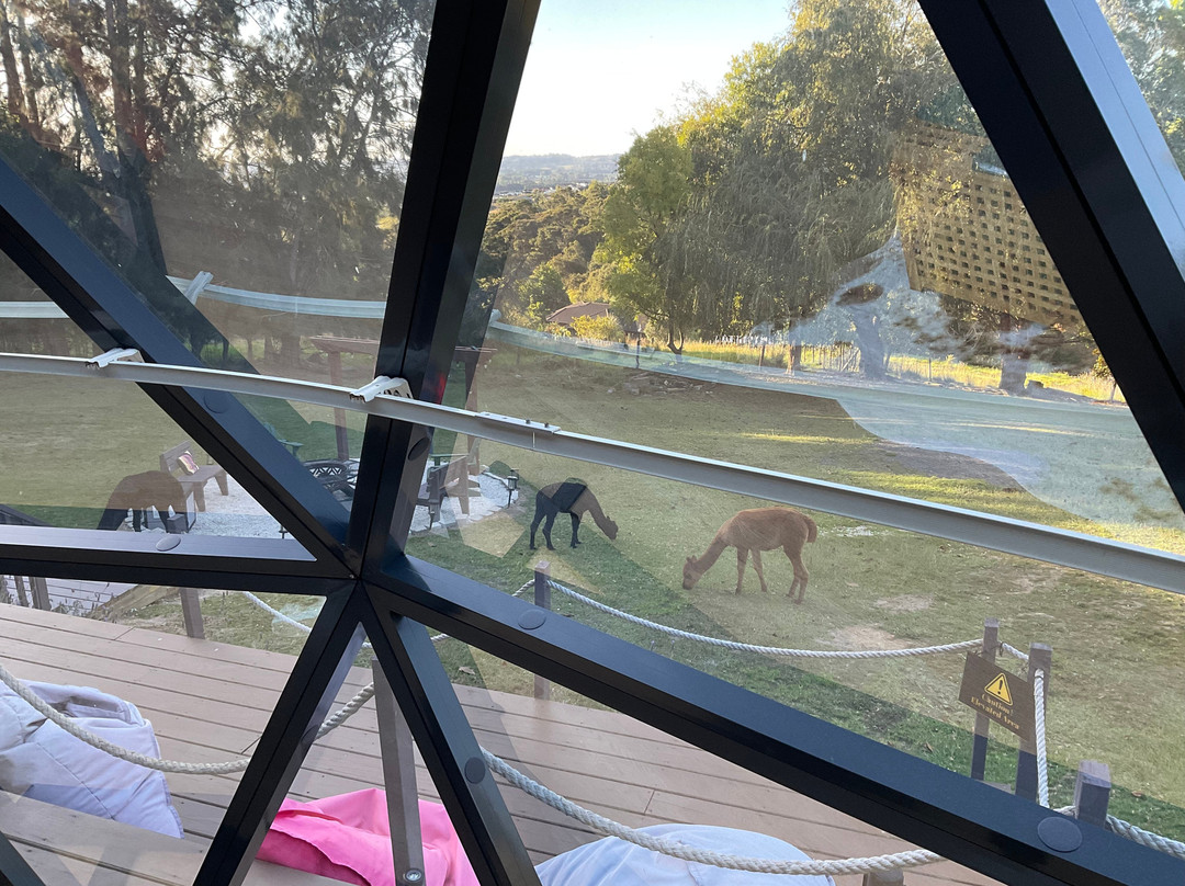 Stellar Glamping Auckland
