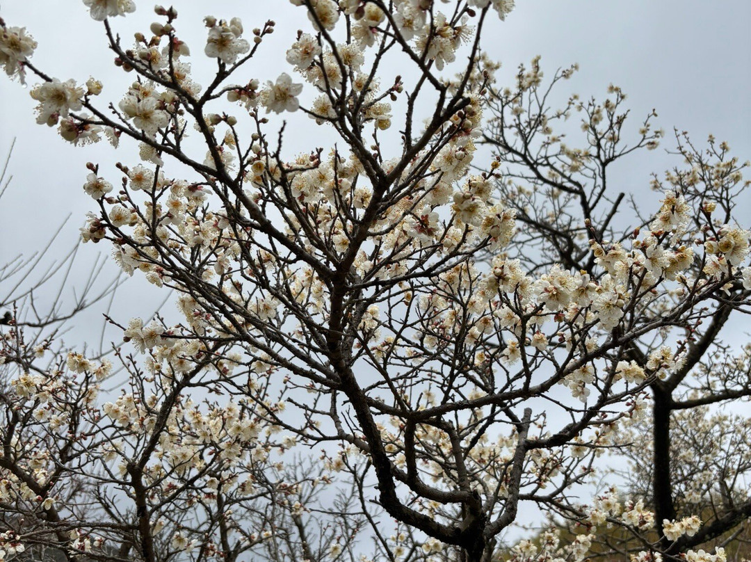 Fujikawa Tenjin (Garyubai)-萨摩川内市必去景点