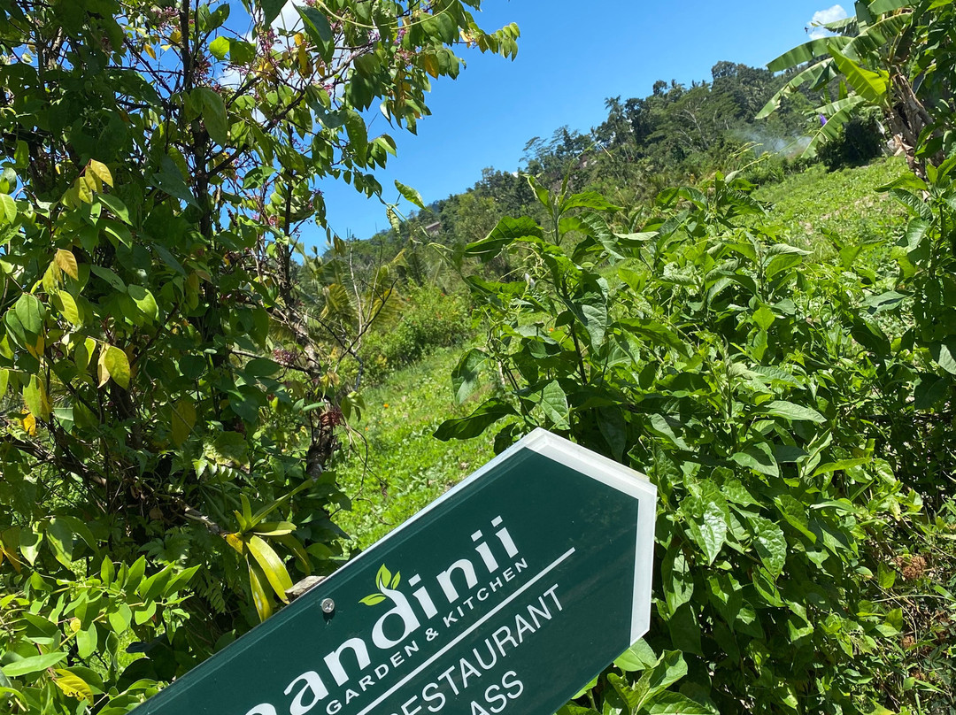 Anandinii Organic Garden & Kitchen景点图片