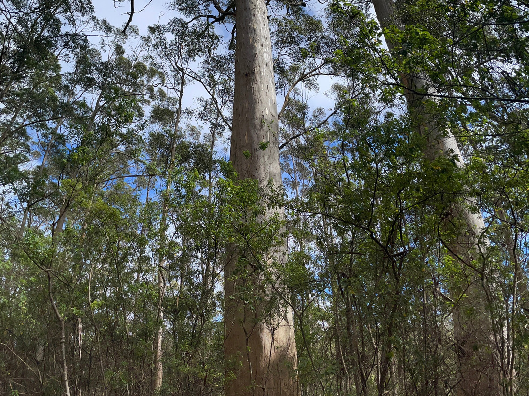 Wansborough Walk-Porongurup National Park必去景点