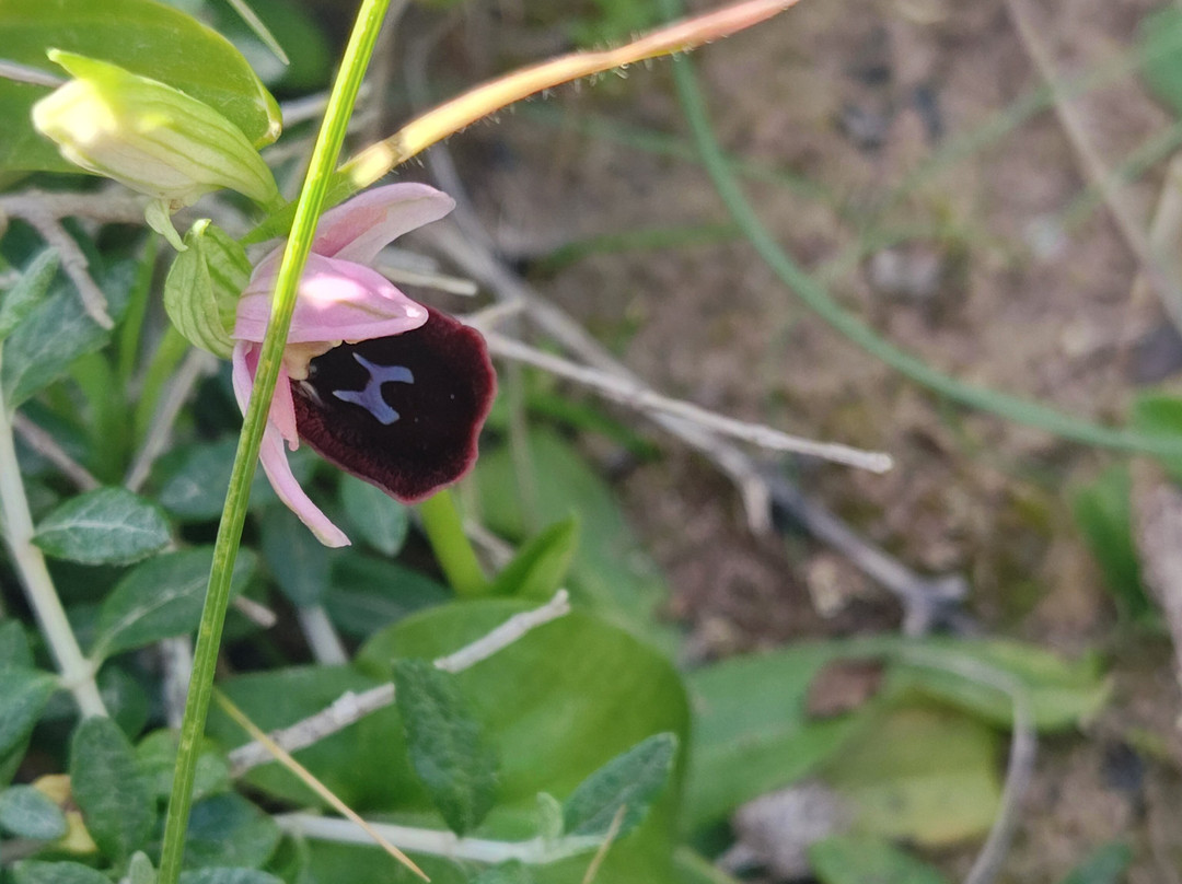 Malta Nature Tours-Zebbug必去景点