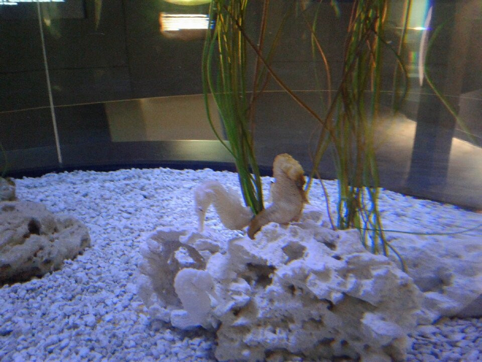 The Bailey-Matthews National Shell Museum & Aquarium景点图片