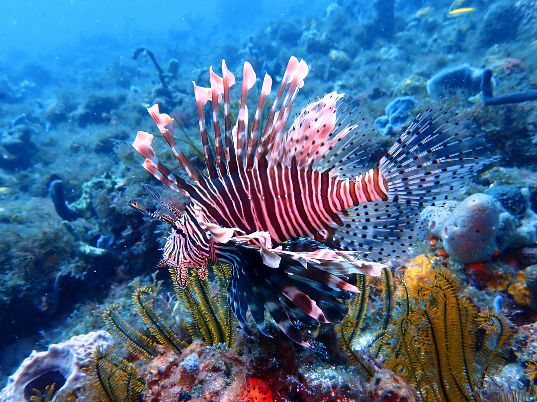 Deep Turtle Plongee-Les Anses d'Arlet必去景点