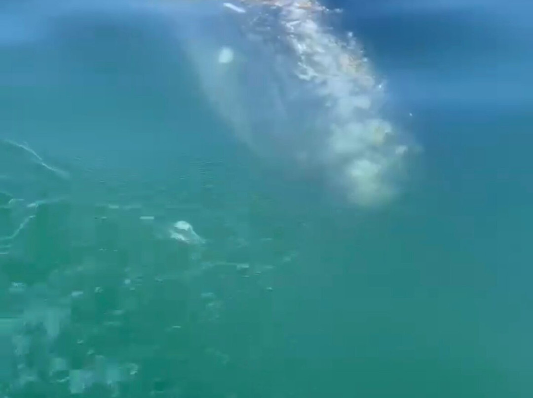 Baja Wild Encounters-La Ventana必去景点