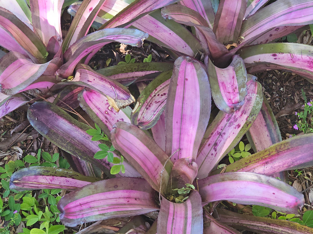 Miami Beach Botanical Garden-迈阿密海滩必去景点