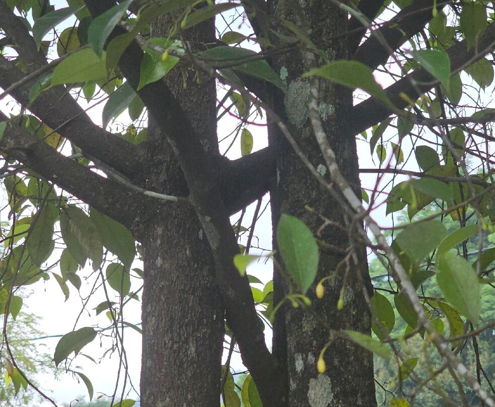 National Spice Garden of Sri Lanka-Matale必去景点