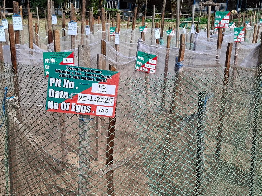 Cotigao Wildlife Sanctuary - Turtle Nests-雅高达必去景点