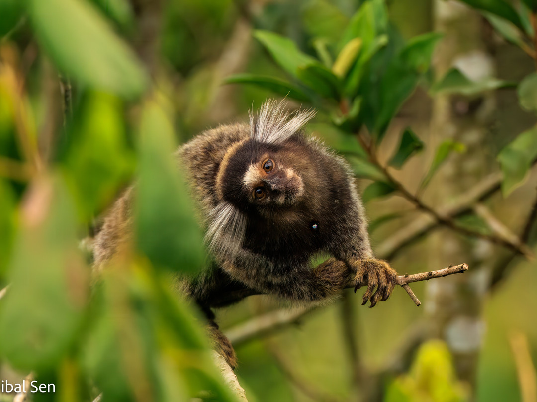 REGUA - Reserva Ecológica de Guapiaçu景点图片