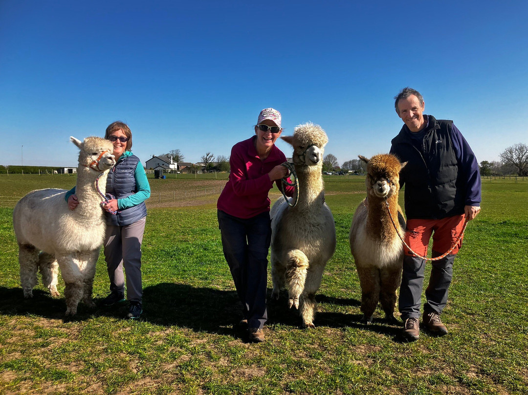 Natterjack Alpacas景点图片