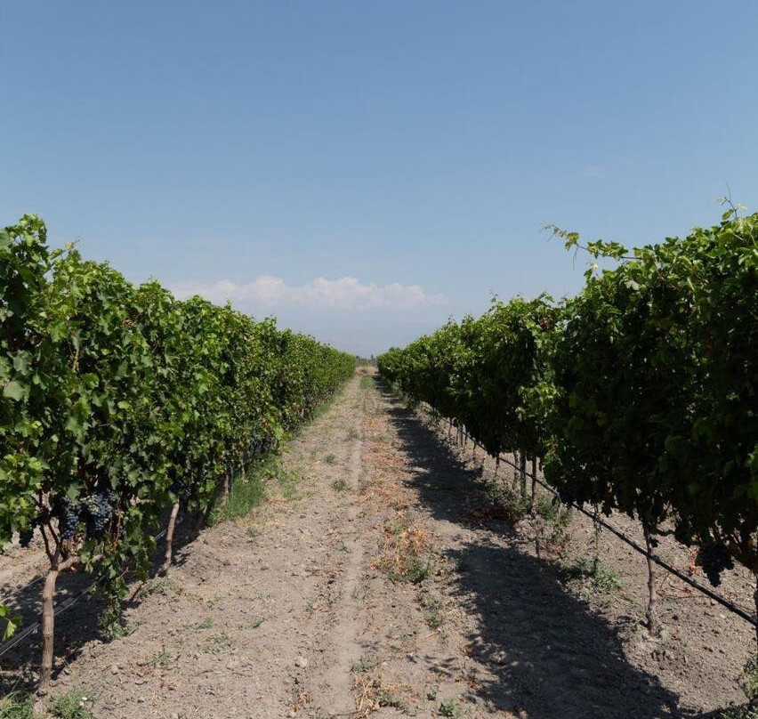Aratashen Winery-Aratashen必去景点